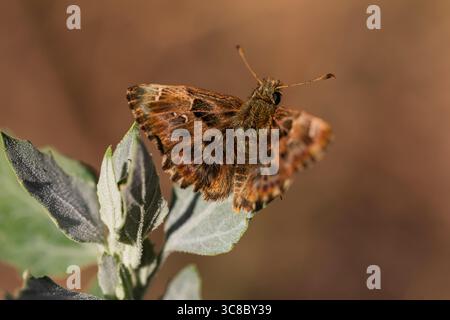 Macro photo of a brown skipper butterfly perched on a green leaf, showing fine wing details in warm sunlight with a softly blurred background. Stock Photo