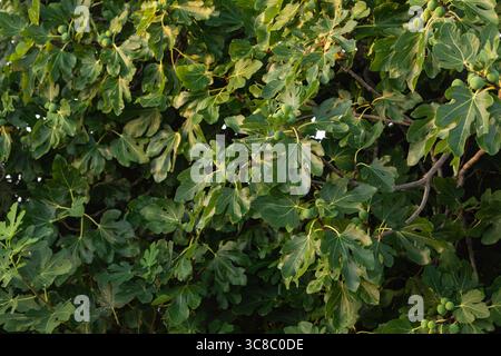 Fig tree branches with green leaves and unripe figs in natural sunlight, perfect for agricultural, botanical, and healthy food-related concepts Stock Photo