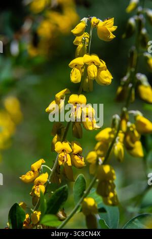 Lembotropis nigricans grows in the wild. A delicate branch of yellow flowers on Cyni Broom Shrub. Stock Photo