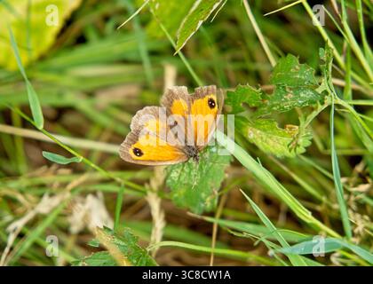A meadow brown butterfly rests on a plant leaf Stock Photo