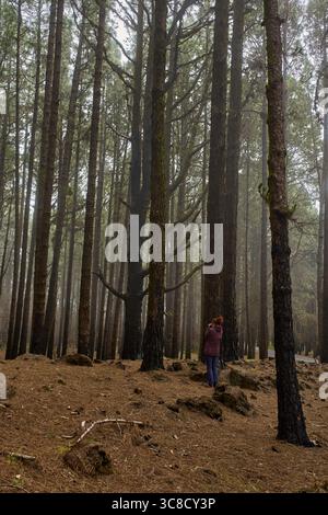 Female travel photographer capturing the regrowth of burnt Canarian pine trees in a misty section of Corona Forestal Stock Photo
