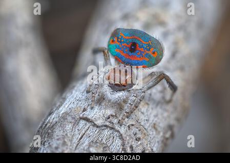 A male Peacock spider (Maratus mungaich) dancing to impress a female spider. The long third legs and bright colours are used to attract a mate. Stock Photo