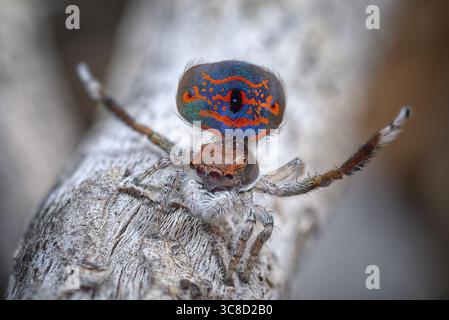 A male Peacock spider (Maratus mungaich) dancing to impress a female spider. The long third legs and bright colours are used to attract a mate. Stock Photo