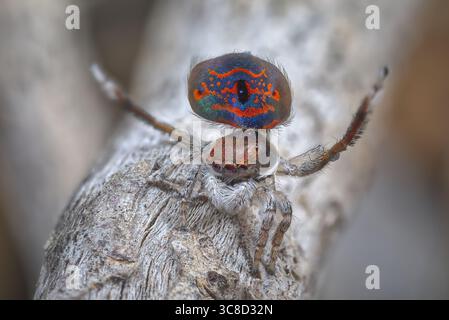 A male Peacock spider (Maratus mungaich) dancing to impress a female spider. The long third legs and bright colours are used to attract a mate. Stock Photo