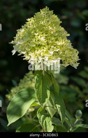 Hydrangea paniculata blossom Stock Photo