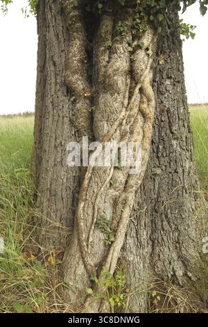 Ivy (Araliaceae) with arm-thick roots climbing up an old pear tree (Pyrus), Mostviertel, Lower Austria, Austria, Lower Austria, Austria Stock Photo