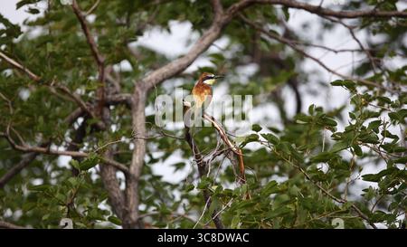 European bee-eater perched in a tree Stock Photo