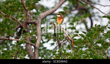European bee-eater perched in a tree Stock Photo