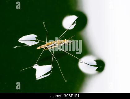 View of a water strider with legs spread wide on dark green water, each foot creating a concave meniscus, Fukuoka, Fukuoka Prefecture, Japan. Stock Photo