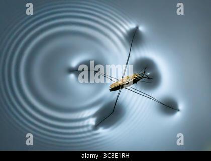 View of a water strider dances on the still surface, creating concentric ripples that shimmer in the light, Fukuoka, Fukuoka Prefecture, Japan. Stock Photo