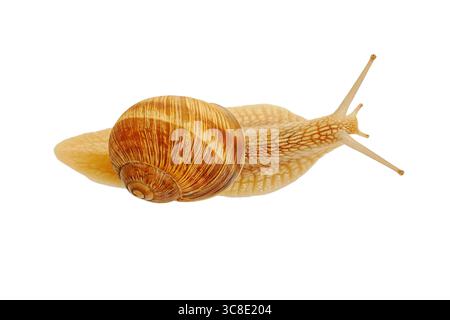 Snail Stock Photo
