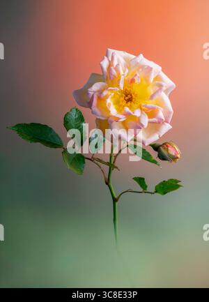 A pink, orange and yellow Rose, photographed against an orange and green background Stock Photo