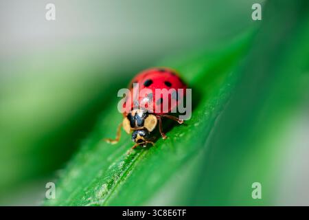 Macro close-up image of a bright red ladybug with black spots crawling on a green leaf. The photo captures fine details of the beetle's shell and legs Stock Photo
