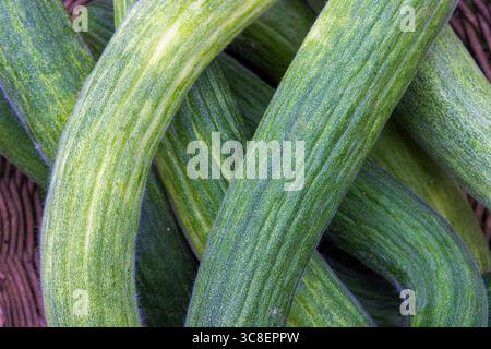 Armenian Cucumbers (Snake Cucumbers) in a Wicker Basket – Fresh Garden Harvest Stock Photo
