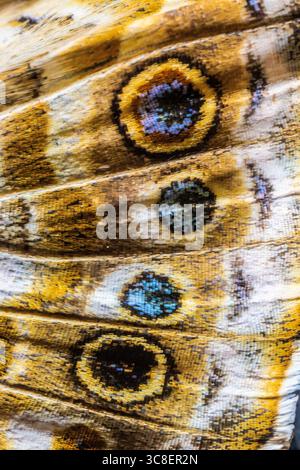 Extreme Close-Up of Butterfly Wing Scales – Macro Detail Stock Photo