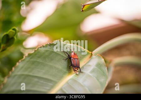 Close-up of a red and black palm weevil (Rhynchophorus ferrugineus) on a green tropical leaf, showing detailed body markings and texture Stock Photo