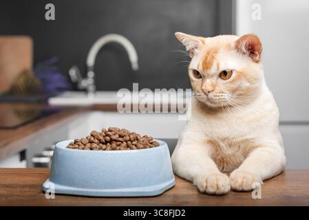 A Burmese cat sits next to a bowl of dry food at the kitchen table. Stock Photo