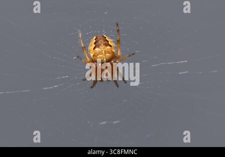 A garden spider on a web,  Arnside, Milnthorpe, Cumbria, UK Stock Photo