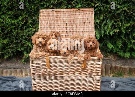 A hamper full of miniature poodle puppies in the garden Stock Photo