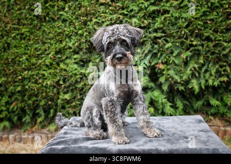 A black schnauzer posing on a blanket in the garden Stock Photo