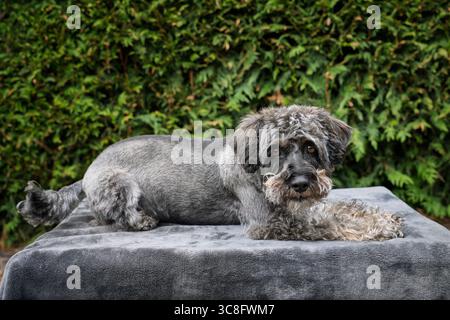 A black schnauzer posing on a blanket in the garden Stock Photo