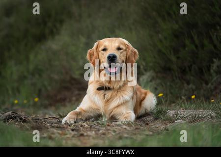 Golden Retriever laying on the ground with a fine art edit looking at the camera in a field Stock Photo