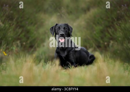 Black Labrador laying on the ground with a fine art edit looking at the camera with grass around in a field Stock Photo