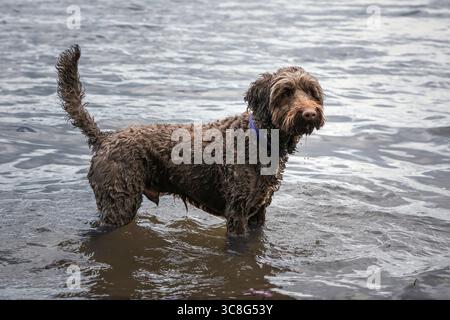 Brown Sprockapoo dog - Springer Cocker Poodle cross - standing in the lake at Virginia Water in Windsor Stock Photo