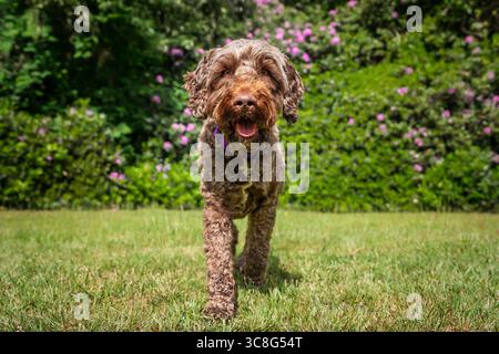Brown Sprockapoo dog - Springer Cocker Poodle cross - walking directly at the camera in a field with flowers behind Stock Photo