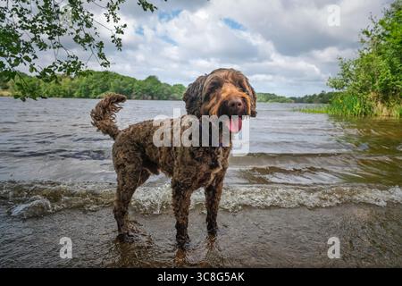 Brown Sprockapoo dog - Springer Cocker Poodle cross - standing in the lake at Virginia Water in Windsor Stock Photo