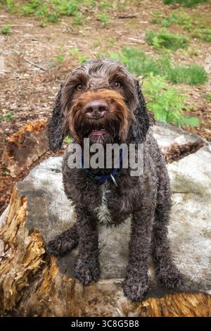Brown Sprockapoo dog - Springer Cocker Poodle cross - standing on an old tree stump in the forest Stock Photo