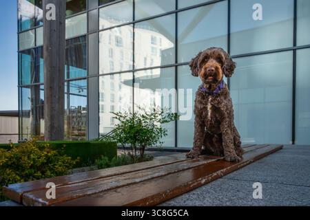 Brown Sprockapoo dog - Springer Cocker Poodle cross - sitting on a bench in the shopping centre in Bracknell Town Stock Photo