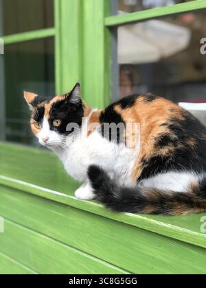 Curious tricolor cat sitting by a green window in Istanbul, Turkey. Stock Photo
