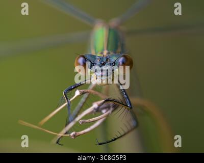 Head-on, close up of a Willow Emerald Damselfly (Chalcolestes viridis), Cambridgeshire, England Stock Photo