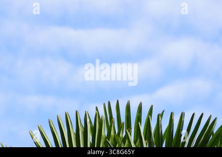 Altocumulus stratiformis. Close up ripple clouds with leaves of a Chinese windmill palm, Chusan palm, (Trachycarpus fortunei). Summer, July, Stock Photo