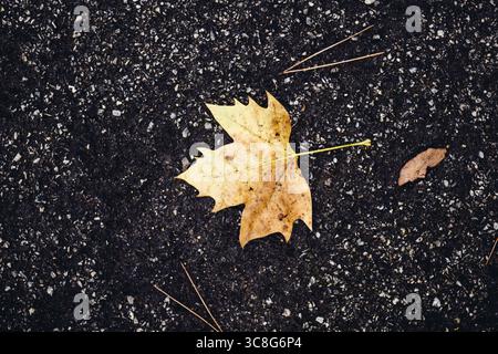 Vibrant maple leaf resting on textured asphalt, capturing seasonal change from warm summer hues to cool autumn tones Stock Photo