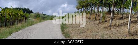 Weathered road meandering between vineyard rows, rolling Tuscan landscape stretching beneath overcast sky, capturing rustic countryside essence Stock Photo