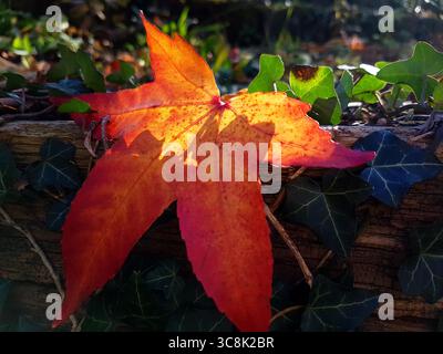 Maple leaf in red and yellow illuminated by the evening sun lying on the ground in autumn Stock Photo