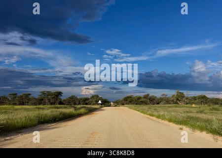 Gravel road D2329 through farmland, northeast of Omaruru, rainy season, Erongo Region, Namibia Stock Photo