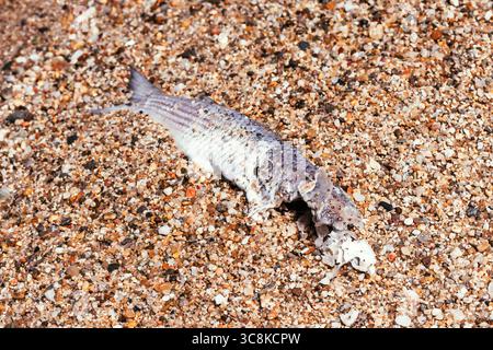 Decaying fish carcass lying on a sandy beach, partially buried in multicolored pebbles. Concept of environmental pollution, marine life, and natural d Stock Photo