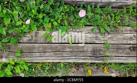 Overgrown Wooden Planks with Green Plants and Pink Flowers.Eco concepts Stock Photo
