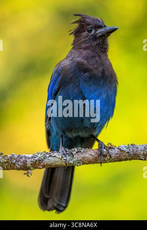 Close-up of a Steller's Jay (Cyanocitta stelleri) perched on a branch, with a soft yellow-green background Stock Photo