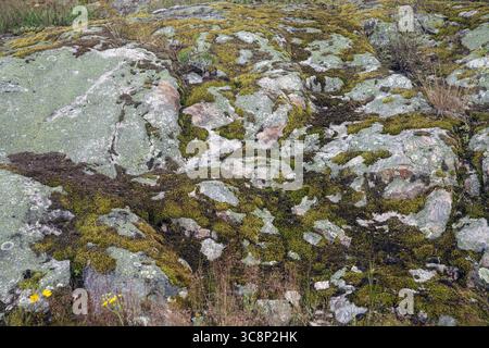 gray rock face with green moss Stock Photo