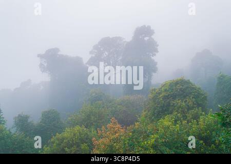 Misty morning at Dorrigo National Park, Australia. Low clouds drift through the lush rainforest canopy, creating a serene, dreamlike atmosphere among Stock Photo