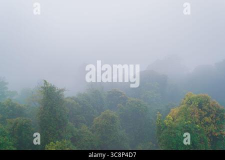 Misty morning at Dorrigo National Park, Australia. Low clouds drift through the lush rainforest canopy, creating a serene, dreamlike atmosphere among Stock Photo