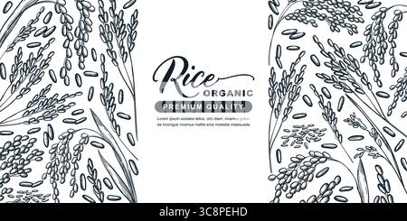 Label template for organic rice. Vector sketch vintage rice ears illustration. Natural agricultural product design. Grain food packaging with place fo Stock Vector