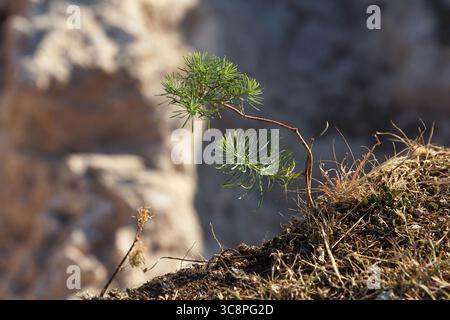 A small green pine tree grows on rocky soil. The background features blurred rocky terrain, highlighting the resilience of nature in harsh conditions Stock Photo