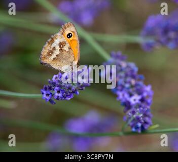 Gatekeeper Butterfly on Lavender Stock Photo
