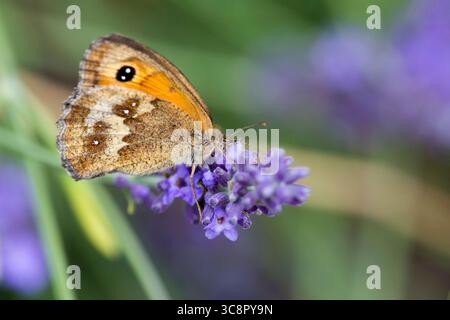 Gatekeeper Butterfly on Lavender Stock Photo
