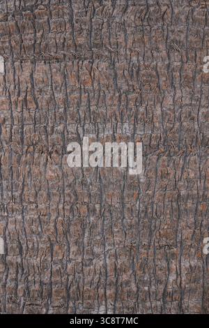 Detailed vertical view of tree bark with deep grooves, cracks, and warm earthy tones, showcasing natural texture. Stock Photo